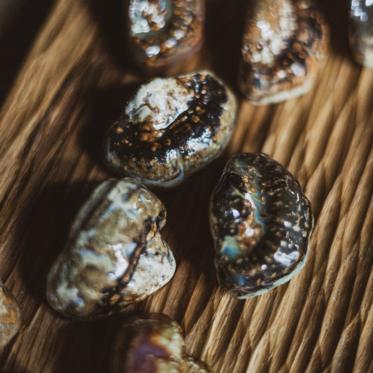 bracket fungi fridge magnet