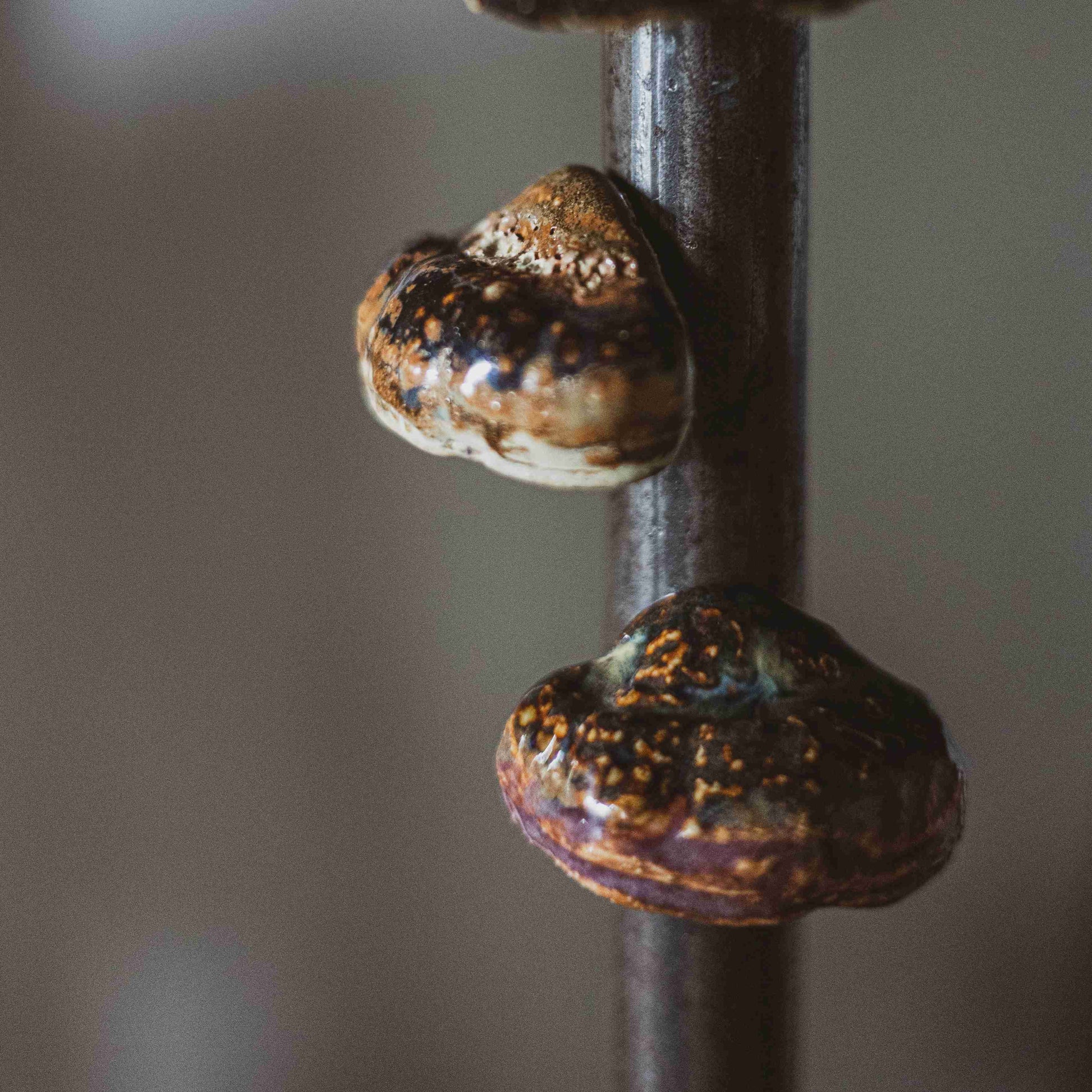 bracket fungi fridge magnet