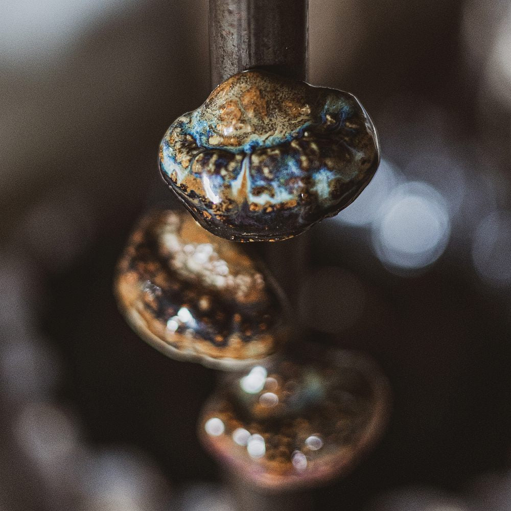 bracket fungi fridge magnet