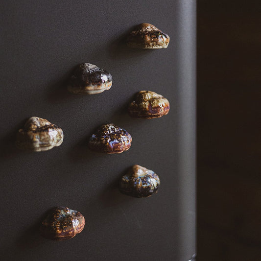 bracket fungi fridge magnet